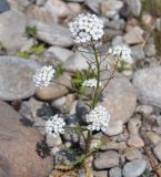 Dontostemon pinnatifidus