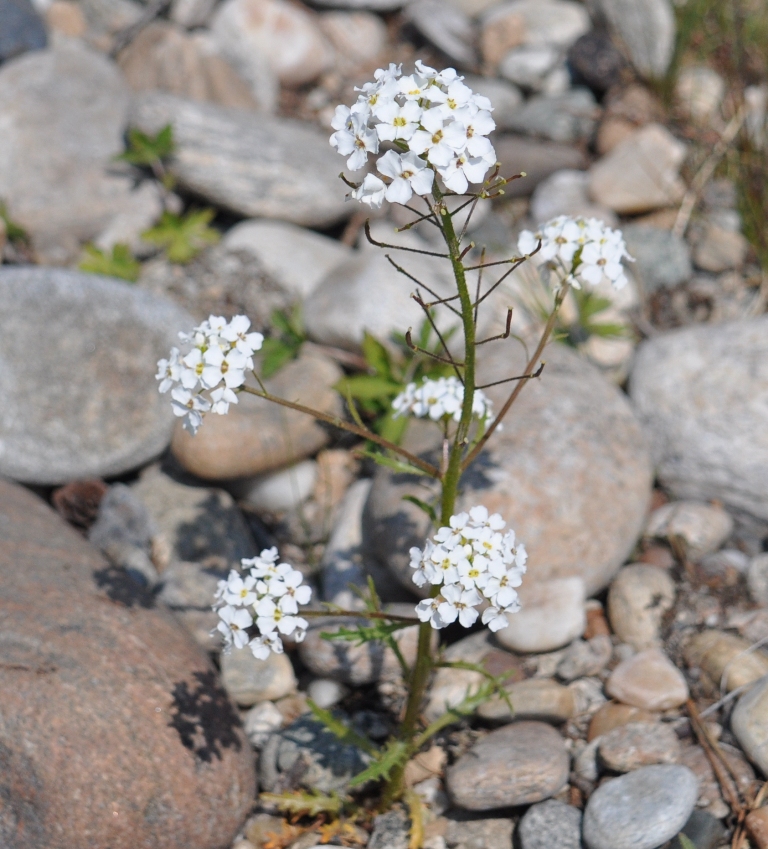 Image of Dontostemon pinnatifidus specimen.