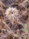 Echinops chantavicus. Верхушка засыхающегося растения с соплодием. Кыргызстан, Чуйская обл., предгорье, луг перед склоном восточнее с. Орто-Сай. 06.09.2015.