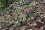 Allium karataviense ssp. henrikii