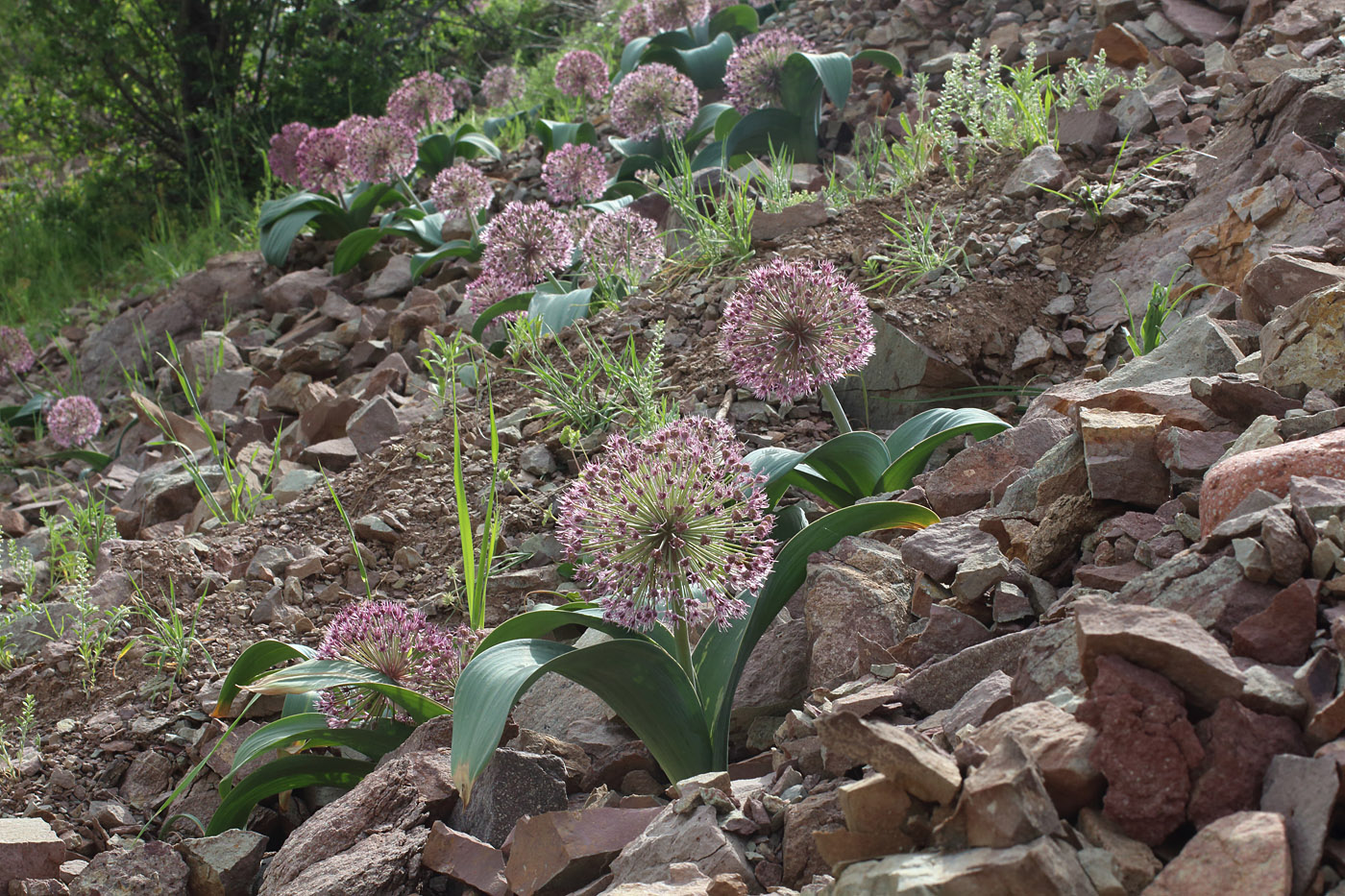 Image of Allium karataviense ssp. henrikii specimen.