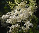 Filipendula ulmaria