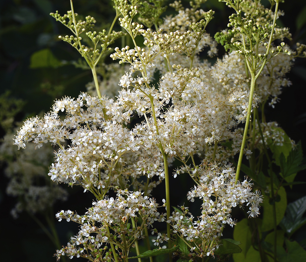 Image of Filipendula ulmaria specimen.