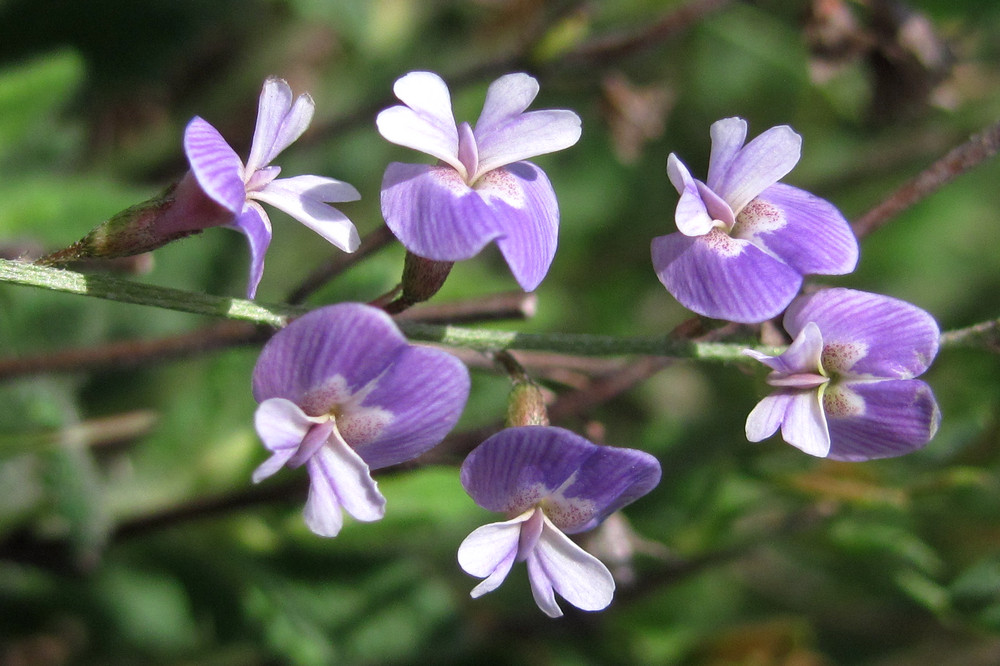 Изображение особи Astragalus austriacus.