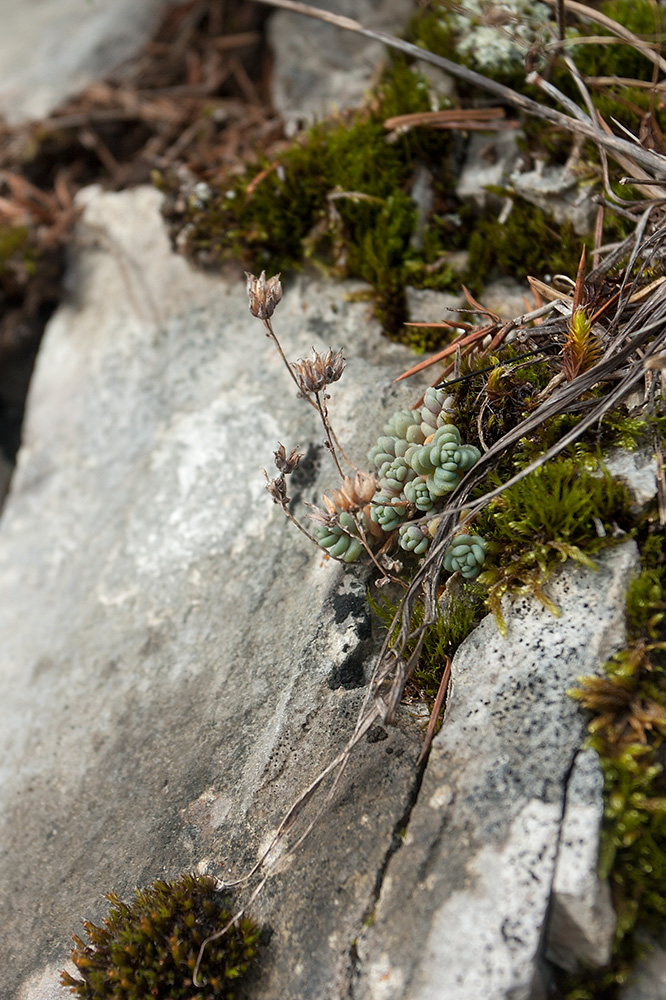 Изображение особи Sedum dasyphyllum.