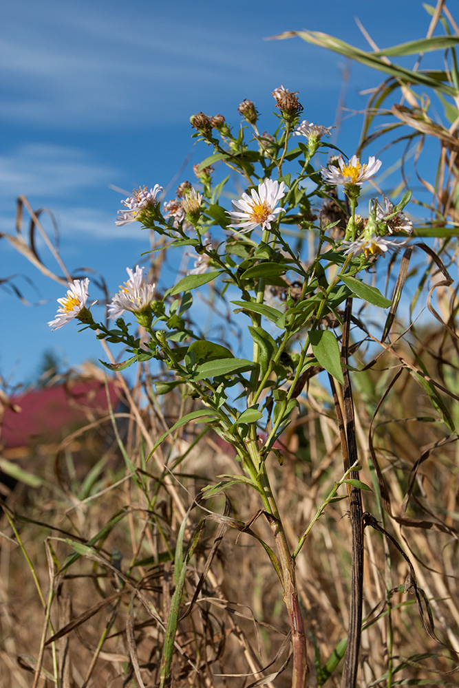 Изображение особи Symphyotrichum &times; salignum.