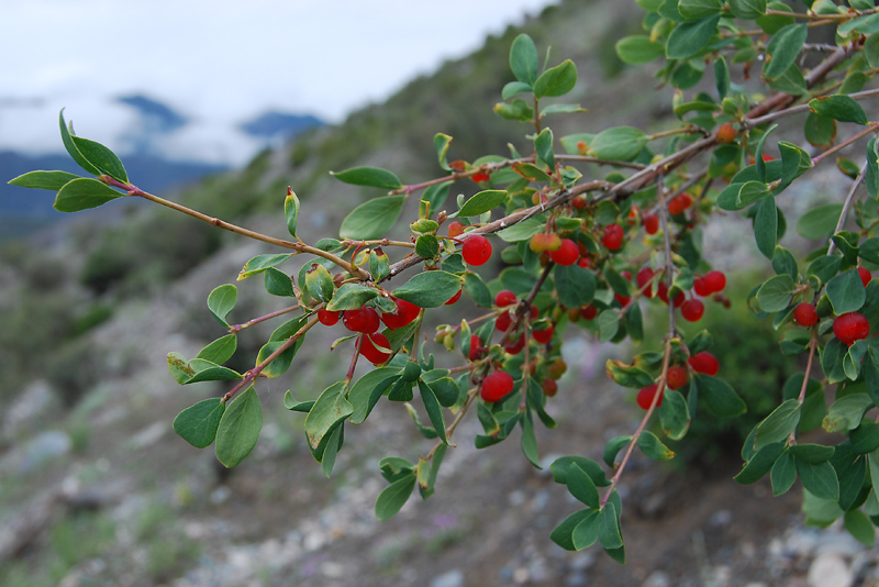 Image of Lonicera microphylla specimen.