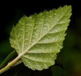 Betula pubescens. Нижняя сторона листа. Московская обл., Раменский р-н, окр. ж.-д. платформы Хрипань, смешанный лес у ЛЭП. 19.06.2015.