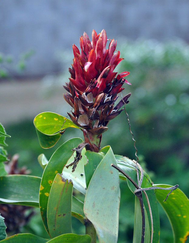 Изображение особи Hellenia speciosa.