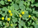 Medicago lupulina. Цветущие растения. Иркутская обл., Шелеховский р-н, окр. пос. большой Луг. 13.07.2014.