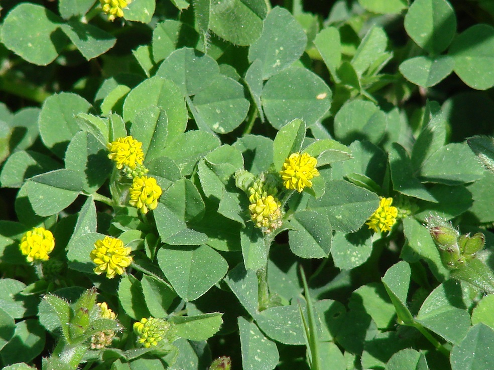 Image of Medicago lupulina specimen.