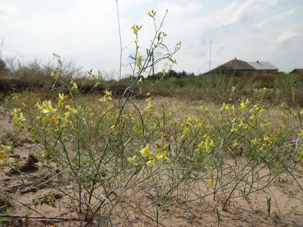 Image of Linaria dulcis specimen.