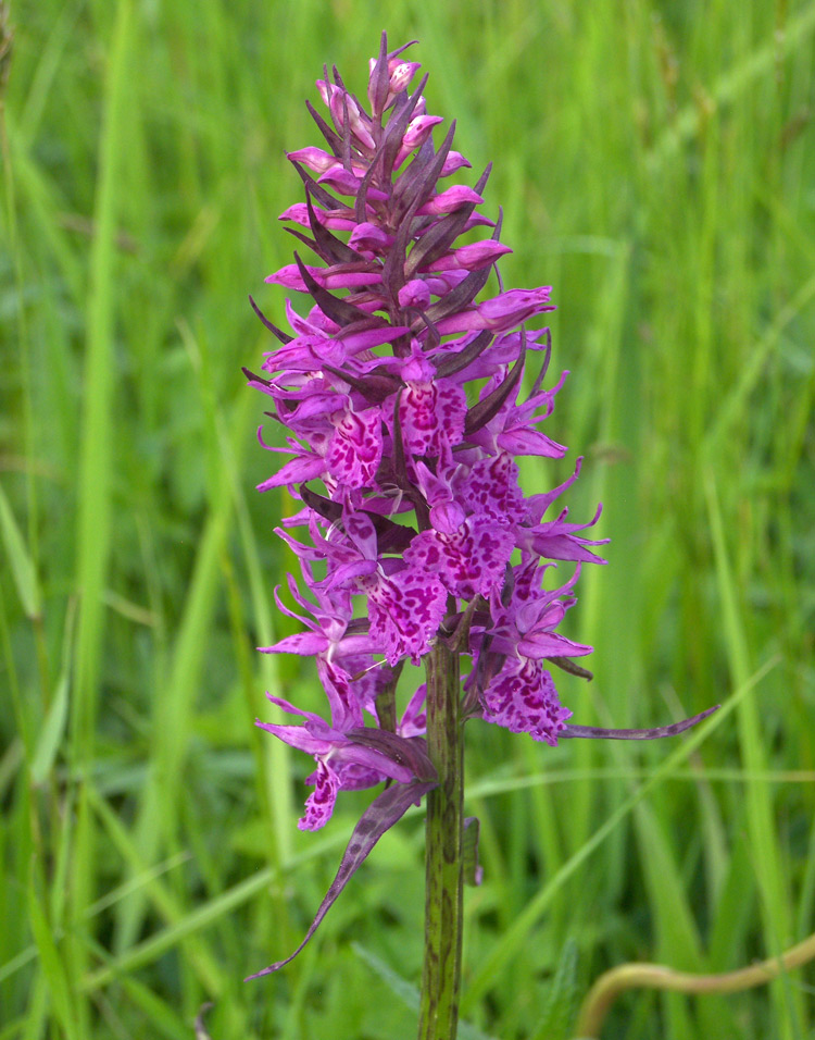 Image of Dactylorhiza urvilleana specimen.