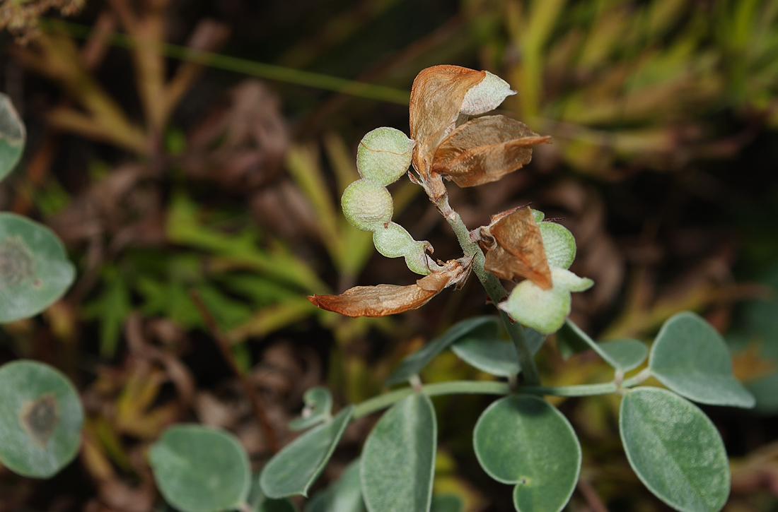 Изображение особи Hedysarum splendens.