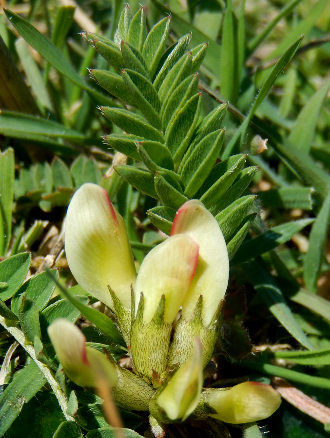 Image of Astragalus resupinatus specimen.