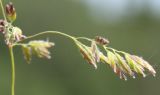 Poa pratensis. Веточка соцветия. Ленинградская обл., Лужский р-н. 13.06.2009.