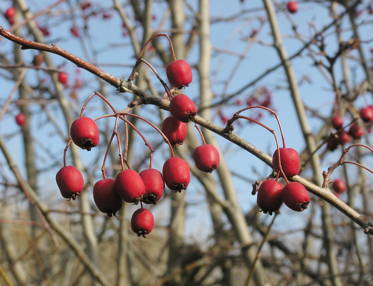 Image of Crataegus monogyna specimen.