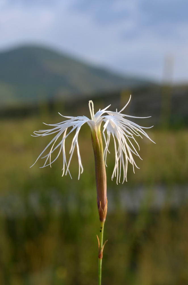 Image of Dianthus kuschakewiczii specimen.