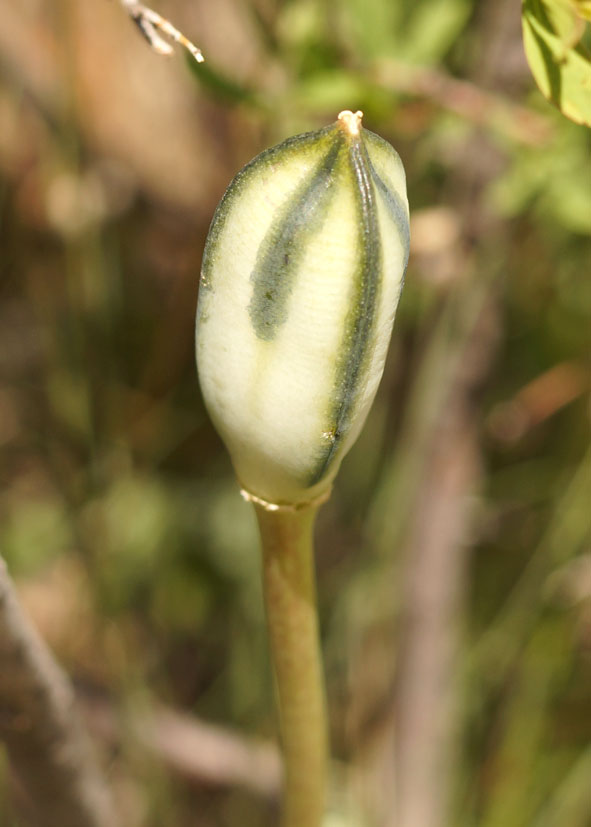 Image of Tulipa tetraphylla specimen.