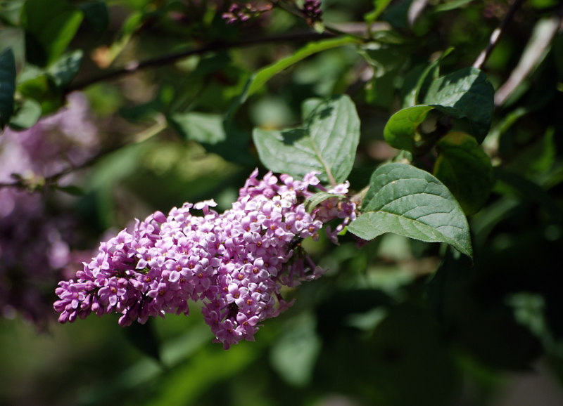 Image of genus Syringa specimen.