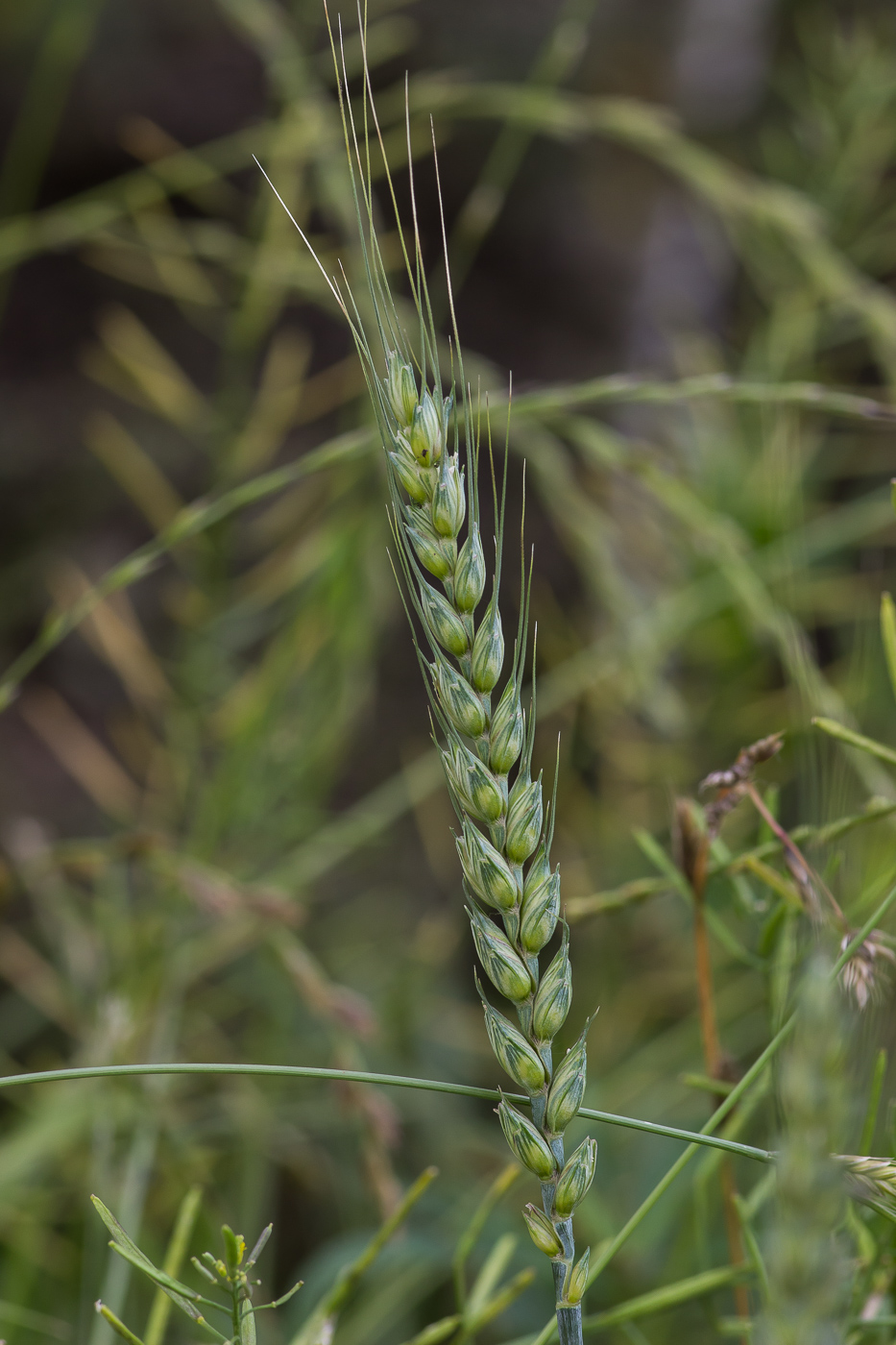 Изображение особи Triticum aestivum.