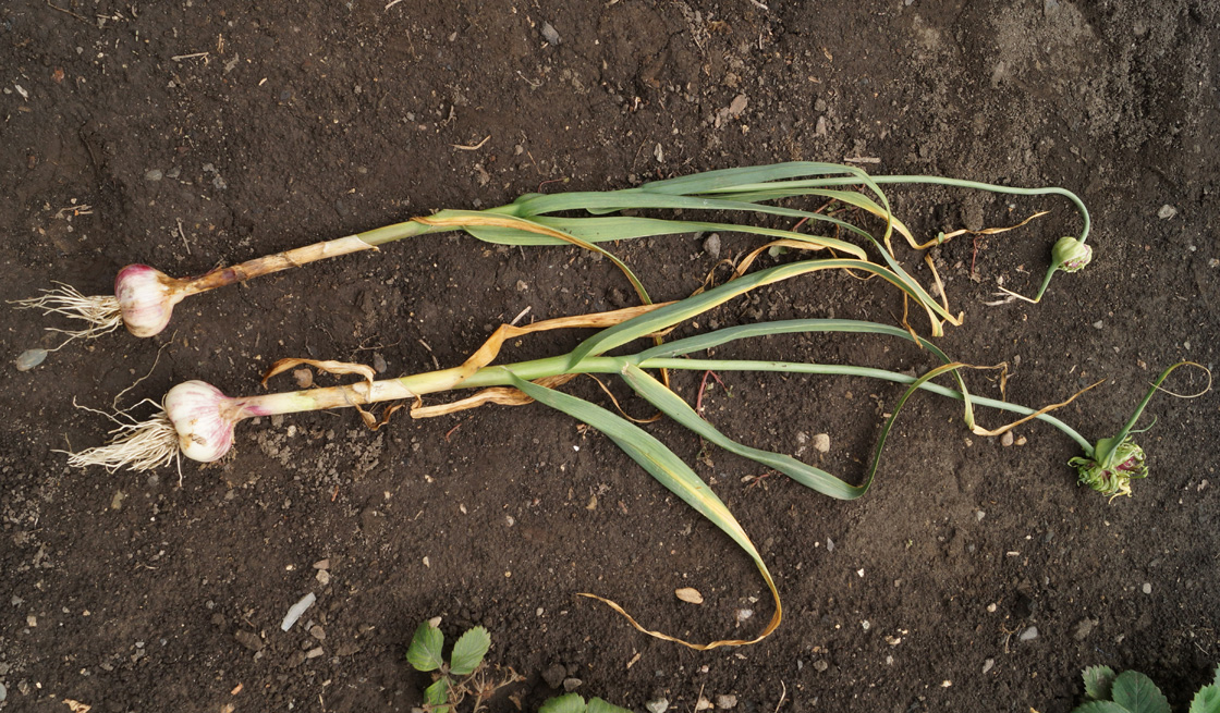 Image of Allium sativum specimen.