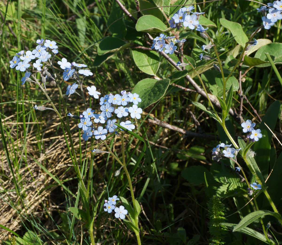 Изображение особи Myosotis sylvatica.