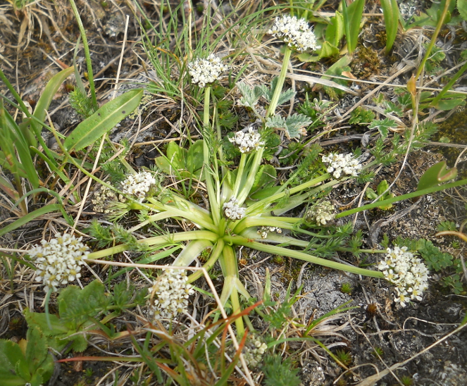 Image of Schulzia albiflora specimen.