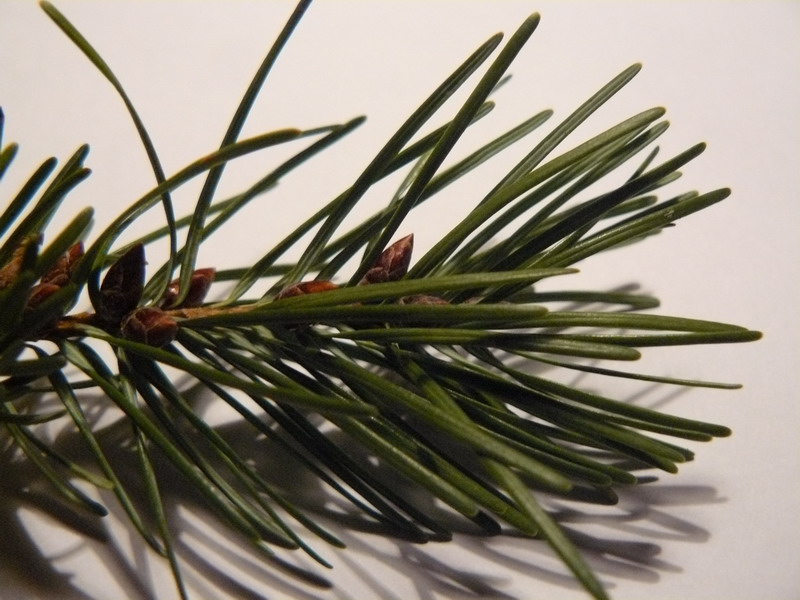 Изображение особи Pseudotsuga menziesii.