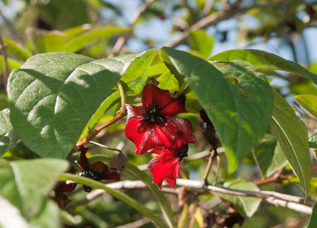 Изображение особи Lonicera involucrata.