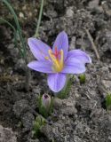 Crocus adanensis