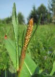 Bistorta officinalis. Верхушка побега с нераспустившимся соцветием. Архангельская обл., Вельский р-н, окр. пос. Усть-Шоноша, луг. 26.06.2011.