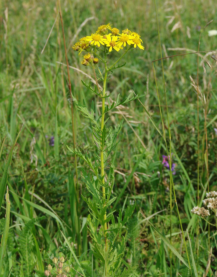 Image of Senecio erucifolius specimen.