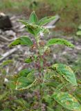 Mentha arvensis