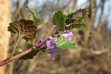 Glechoma hederacea. Верхушка цветущего растения. Республика Адыгея, г. Майкоп, восточная окраина города, вязовая роща. 07.03.2016.