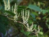 Reynoutria japonica. Часть побега с соцветиями. Санкт-Петербург. 12 сентября 2009 г.