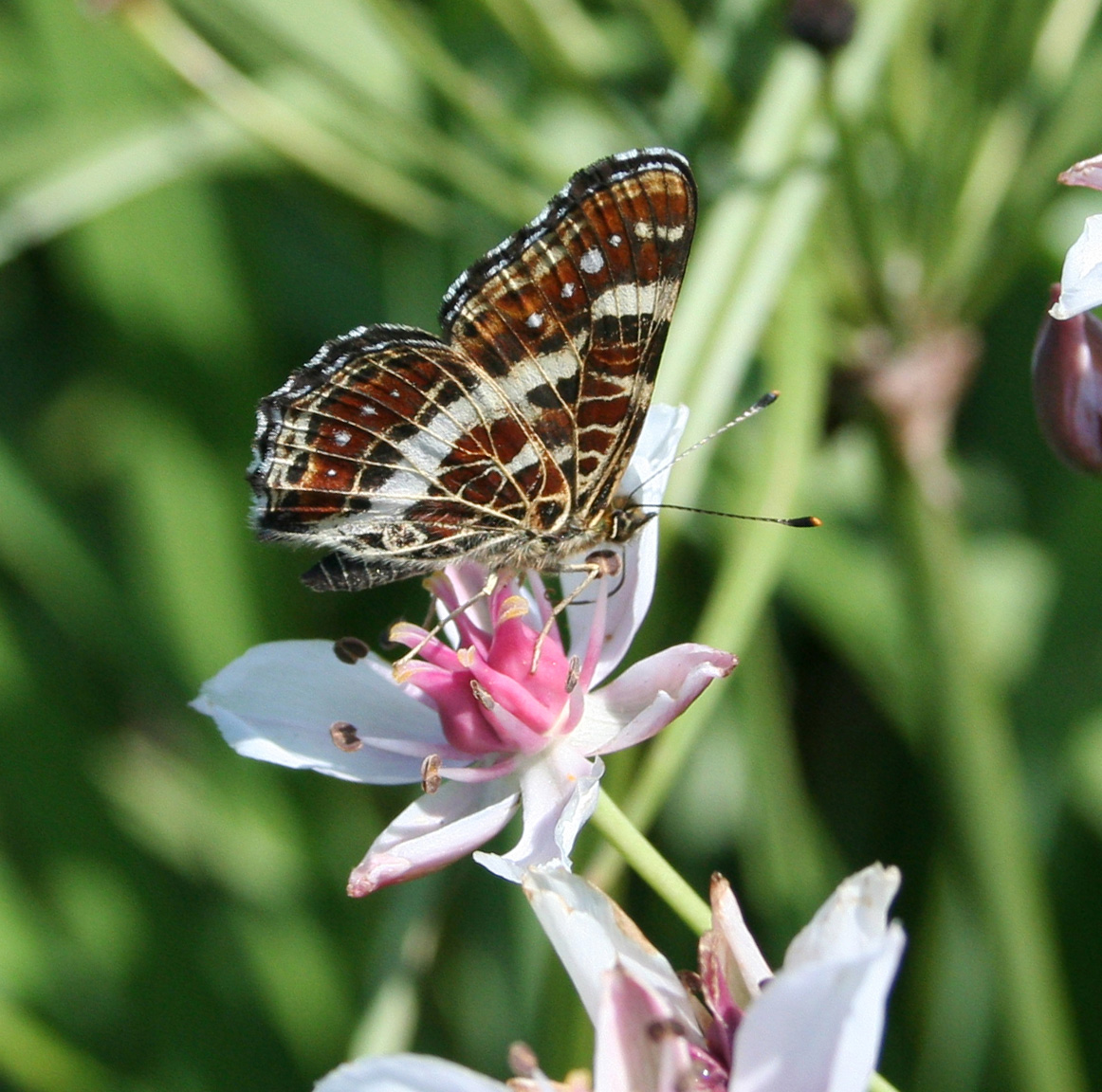 Изображение особи Butomus umbellatus.