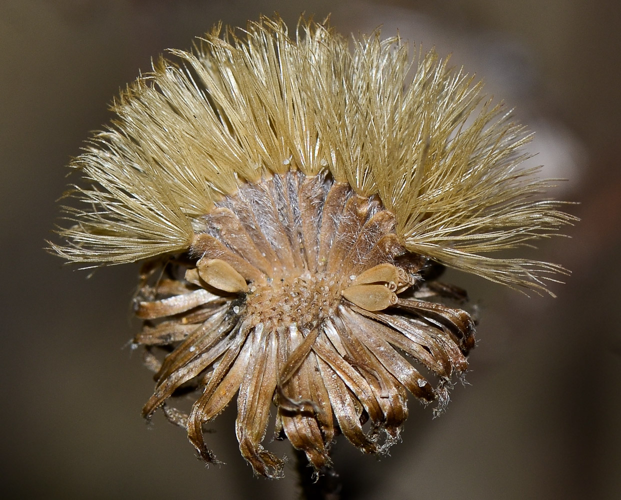 Image of Heterotheca subaxillaris specimen.