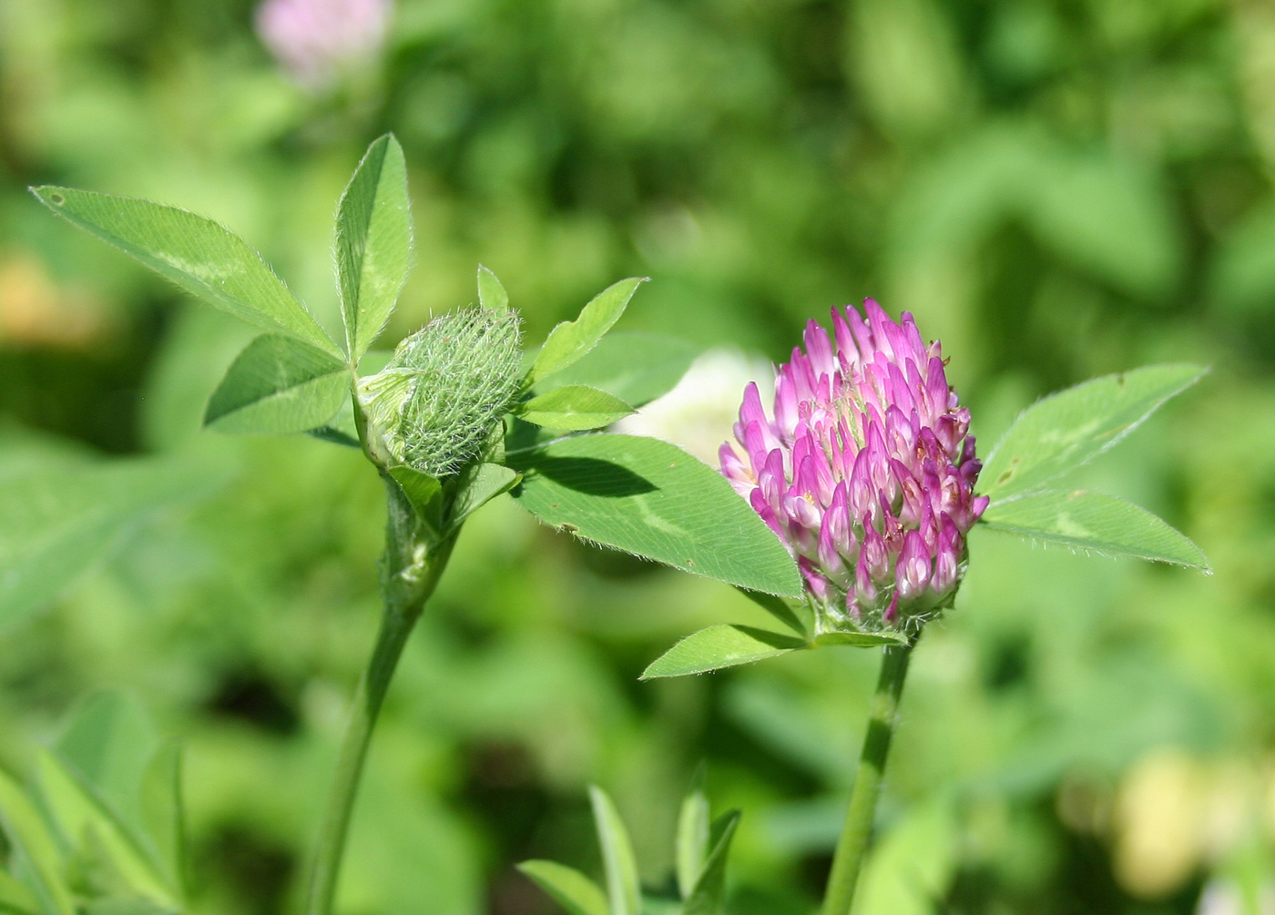 Изображение особи Trifolium pratense.