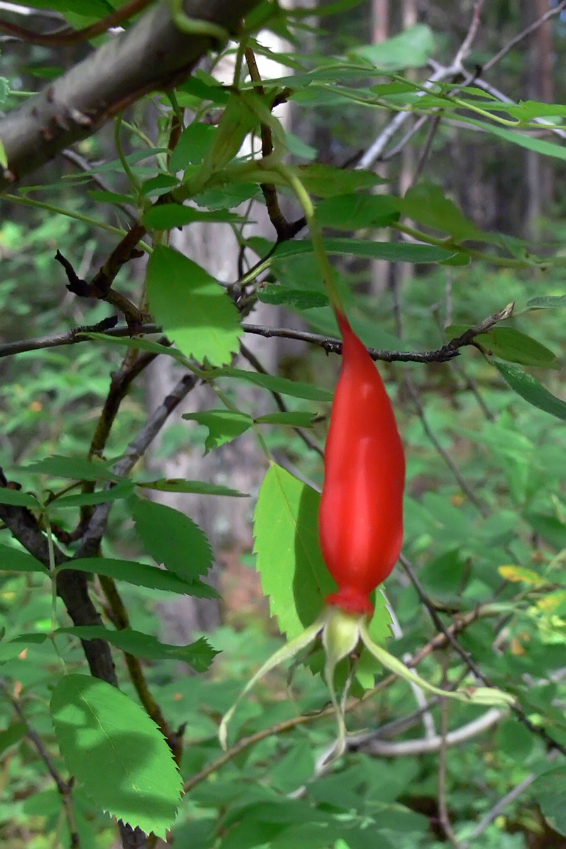 Image of Rosa glabrifolia specimen.