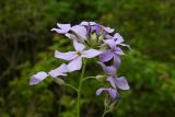 Hesperis matronalis