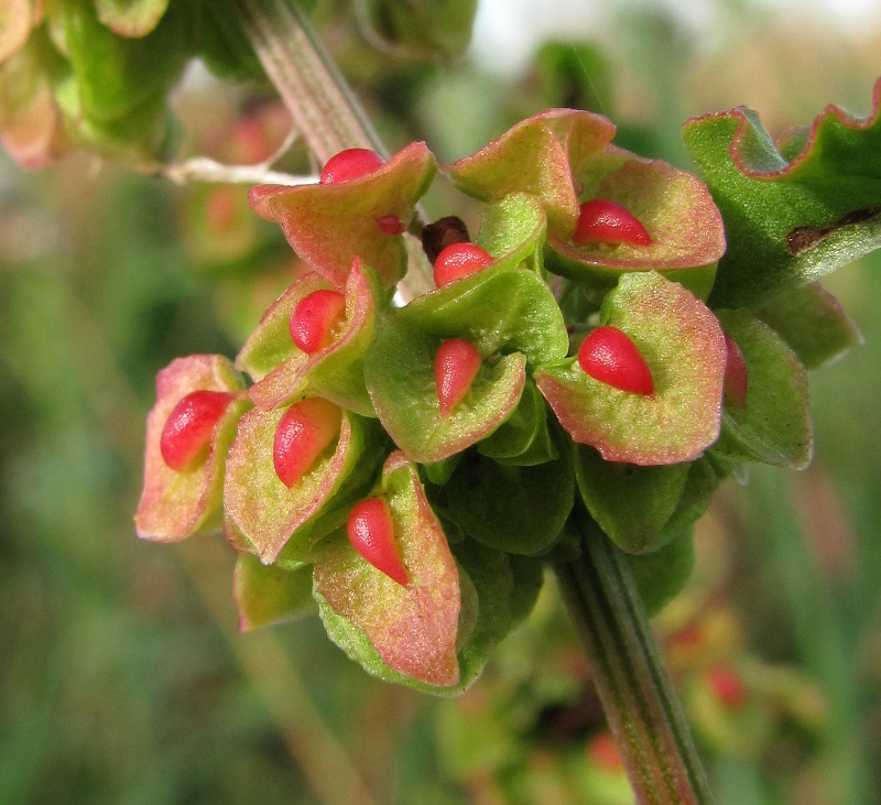 Изображение особи Rumex crispus.