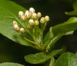 Image of taxon representative. Author is Виталий Гуменюк