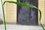 Hordeum leporinum. Часть стебля с листом. Республика Адыгея, г. Майкоп, на лужайке во дворе дома. 21.05.2016.