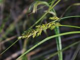 Carex elongata. Соплодия. Москва, Измайловский парк, заболоченный участок на окраине леса. 25.05.2016.