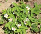 Potentilla micrantha. Цветущее растение. Западный Кавказ, м/о город-курорт Сочи, окр. с. Эстосадок, хребет Псехако, буково-пихтовый лес, выс. ≈ 1800 м н. у. м. 27 мая 2015 г.