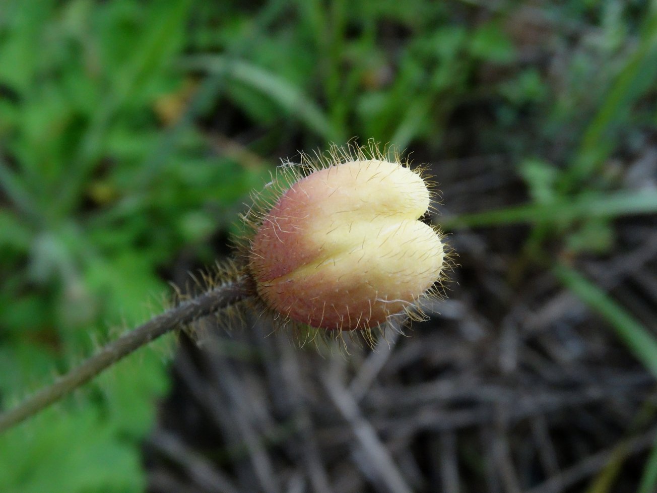 Изображение особи Papaver anomalum.