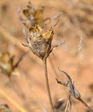 Image of taxon representative. Author is Леонид Непоменко