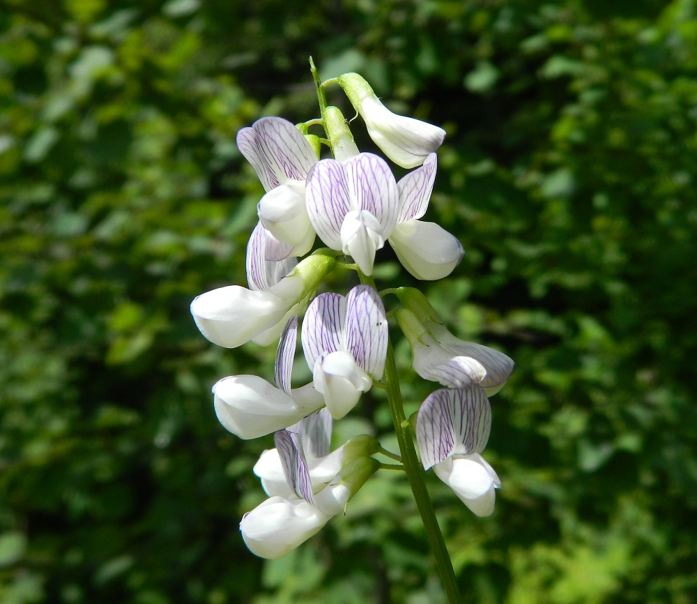Image of Vicia sylvatica specimen.