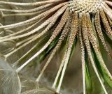 Tragopogon подвид major